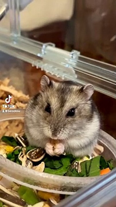 hamster