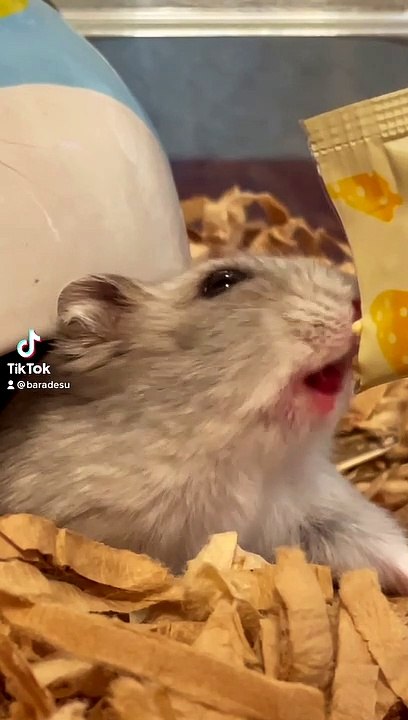 hamster