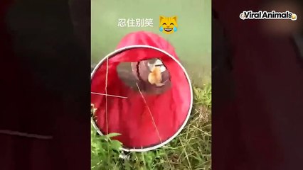 MASCOTAS GRACIOSAS -- 1