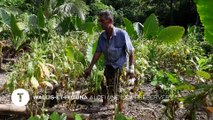 Wallis-et-Futuna - Alofi, une île à préserver