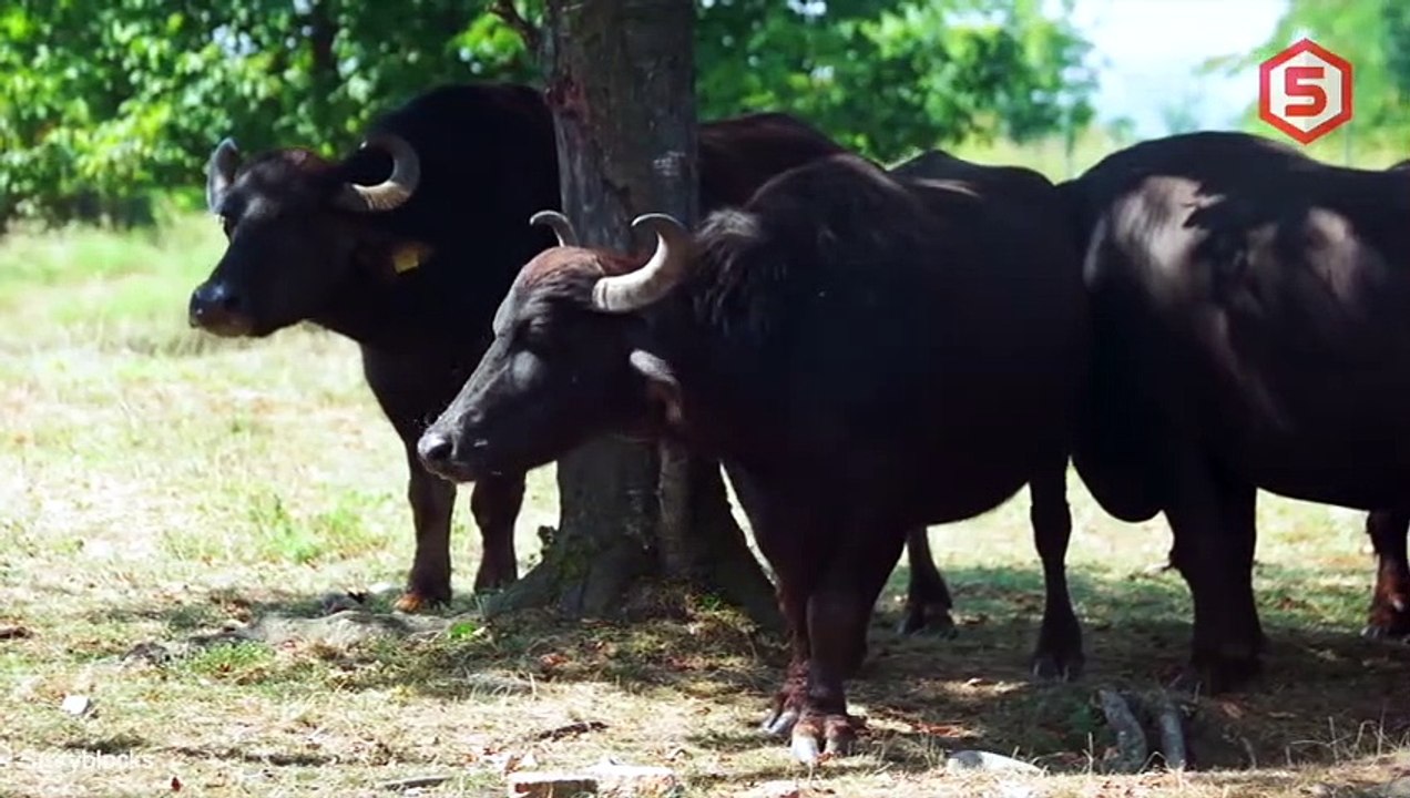 Jangan Dekat-Dekat! Inilah 7 Banteng Terbesar Dan Paling Ganas Yang Pernah Ada Di Dunia