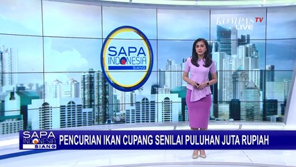 Download Video: Tempat Penjualan Ikan Cupang Hias Senilai Puluhan Juta Rupiah Dibobol Pencuri