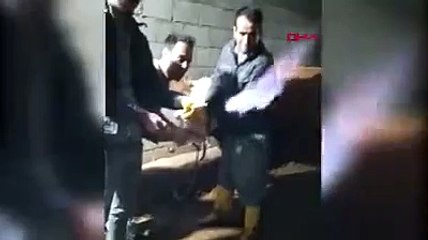 Böylesi daha önce görülmedi! İneğin midesine hortum sokup yaktılar