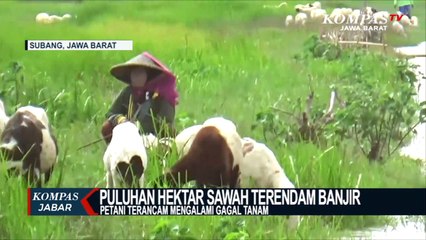 Petani Sedih! Banjir Rendam Puluhan Hektar Sawah Mereka