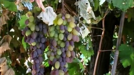 How Its Made - 961 Raisins