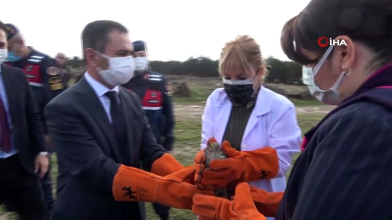 Yaralı atmacalar tedavisinin ardından doğaya salındı