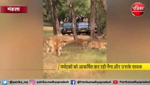 कान्हा नेशनल पार्क पर्यटकों से गुलजार, बाघ के हो रहे दीदार