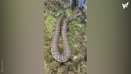 Giant snake seen on the loose in Scottish town