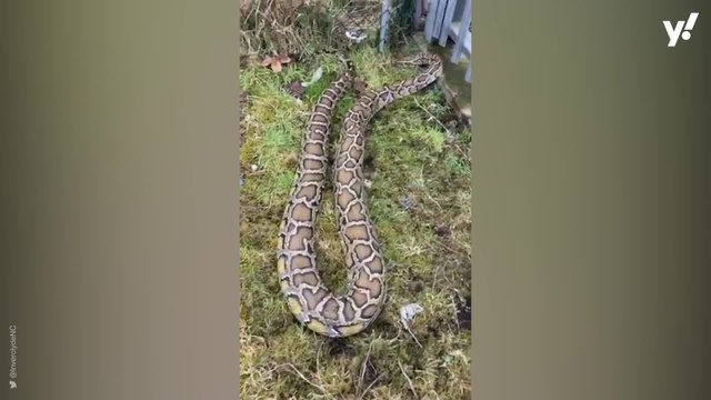 Giant snake seen on the loose in Scottish town