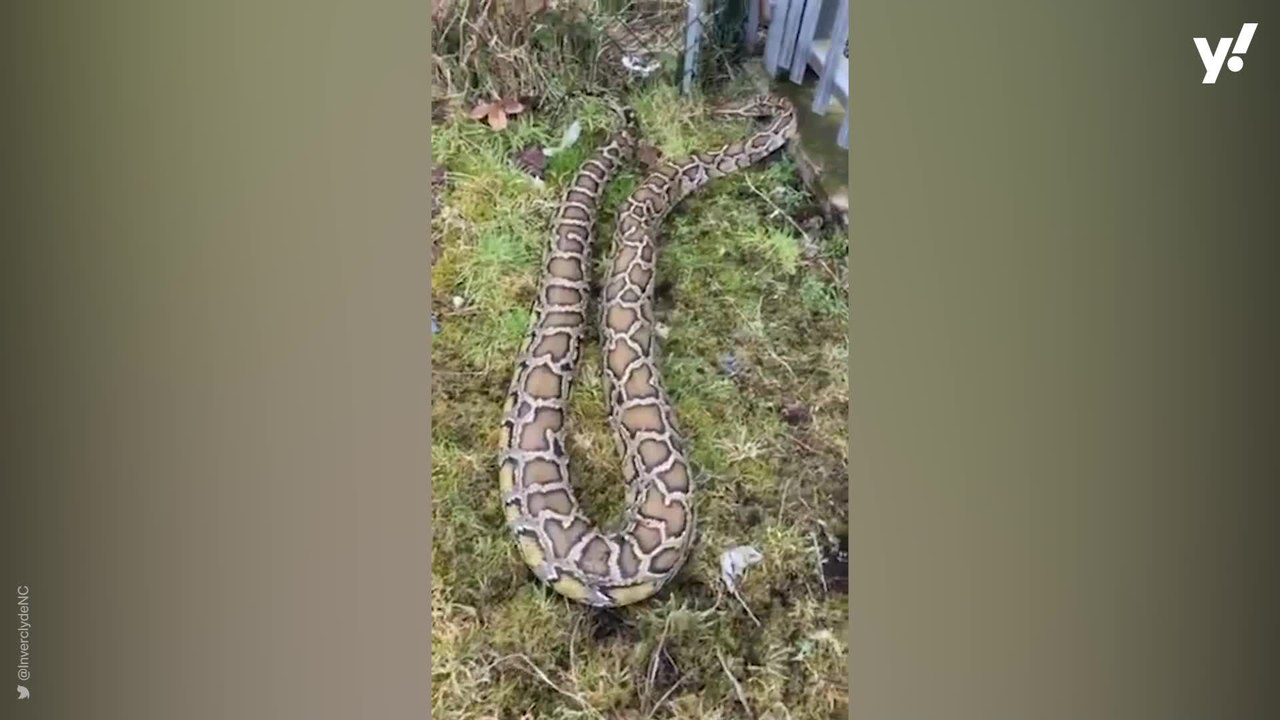 Giant snake seen on the loose in Scottish town