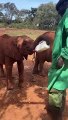 Baby Elephant Tries to Hold His Own Milk Bottle