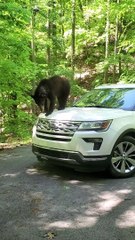 Visiting Black Bear Makes Itself at Home