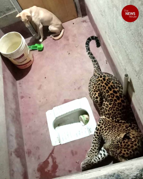 Dog trapped with leopard inside toilet in Karnataka for at least 7 hours
