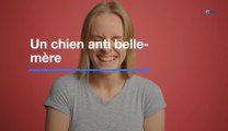 La blague du jour : un chien anti belle-mère