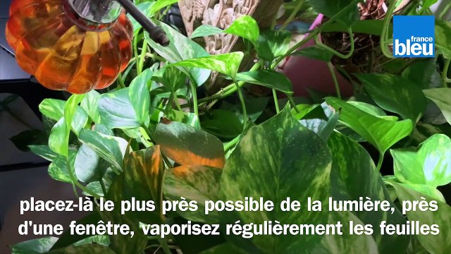 Roland Motte, jardinier, le scindapsus, une plante d'intérieur qui grimpe partout