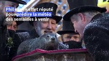 Phil la marmotte prédit 
