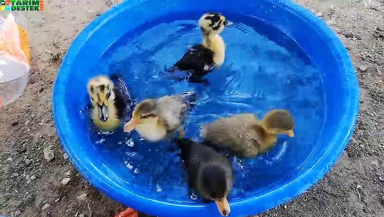 Yavru Ördeklerin Suda Yüzme Keyfi
