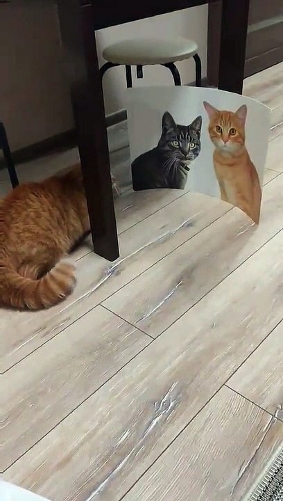 Flat Cats Cause Concern