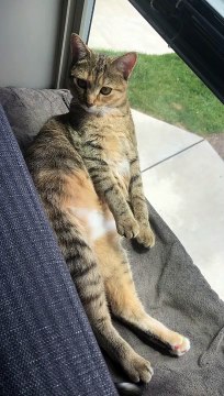 Cat Seems Extra Sleepy on Window Sill