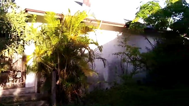 Il découvre un énorme essaim de guêpes