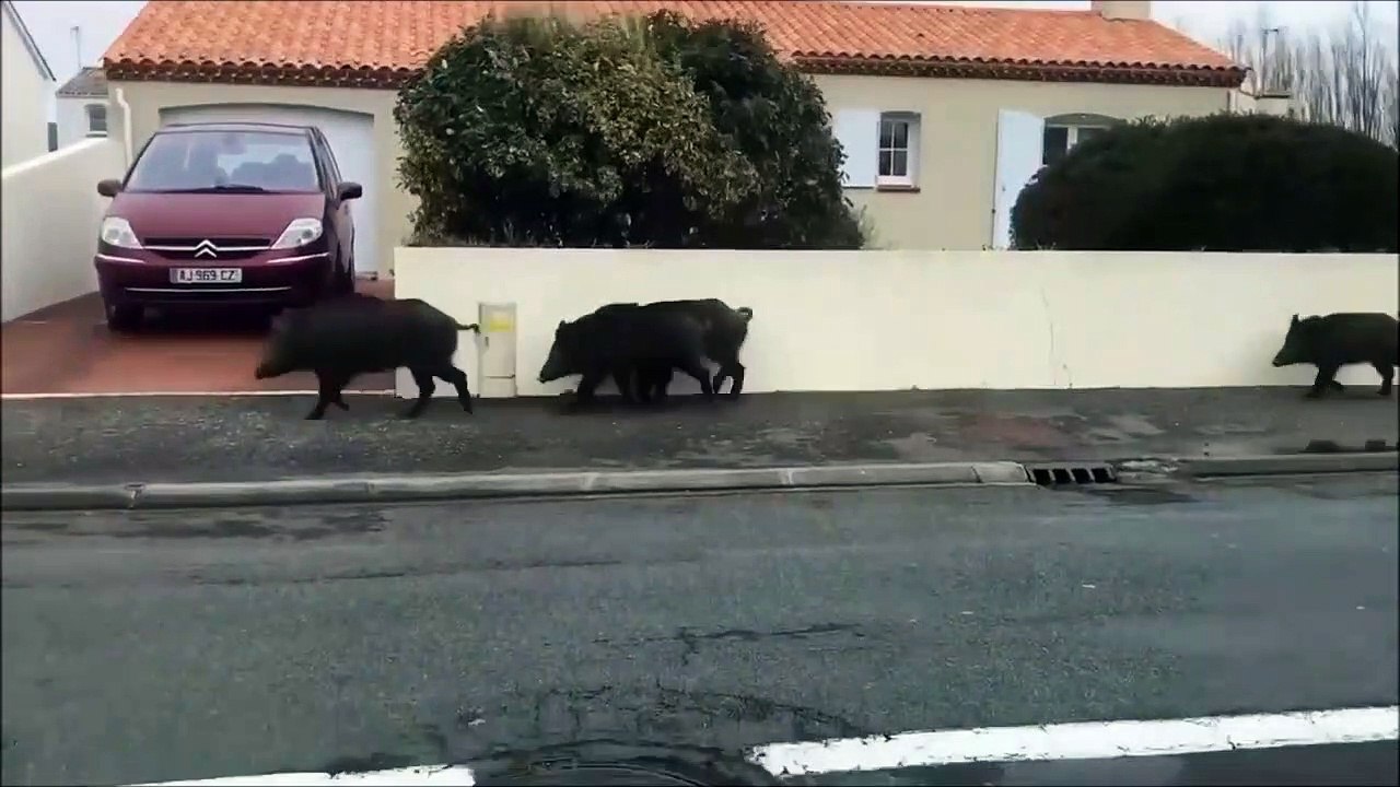 Des dizaines de sangliers filmés en pleine ville à Saint-hilaire-de-riez
