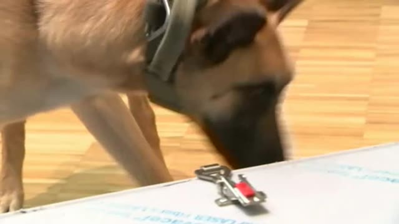 Perros eficaces contra el coronavirus