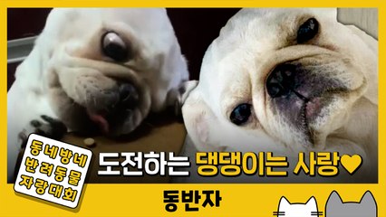 [동반자] '누가 이기나 해보자' 간식이랑 싸우는 댕댕이 ㅋㅋㅋ / YTN