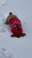 Dog Digs Into Thick Layer Of Snow In Search Of a Ball