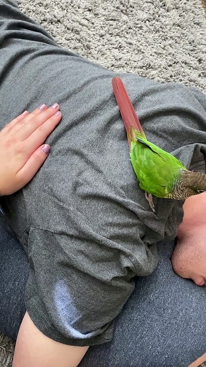 Devoted Bird Puts on Protective Display