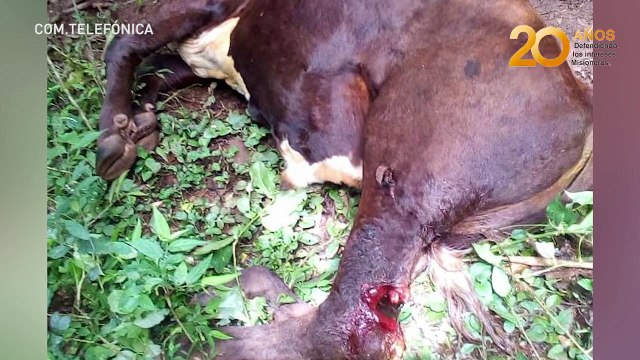 Productores de Misiones aseguran que existen organizaciones criminales detrás del abigeato y robo de yerba mate