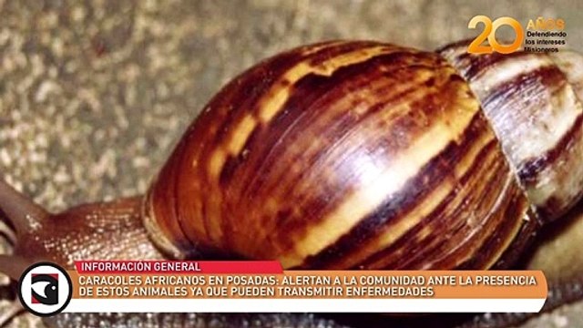 Caracoles africanos en Posadas alertan a la comunidad ante la presencia de estos animales ya que pueden transmitir enfermedades