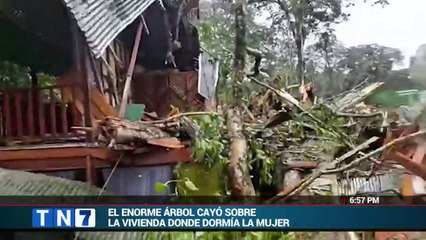 arbol cae sobre casa