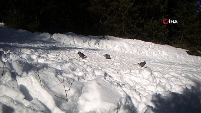 Vahşi yaşam fotokapana yansıdı
