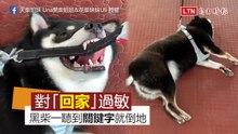 聽到「回家」就倒地裝死？ 戲精柴犬讓媽超頭痛