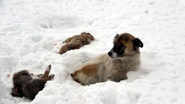 Bir an olsun ölen yavrusunun başından ayrılmadı