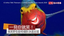 2020搞笑野生動物攝影獎競爭激烈 誰能從44張照片脫穎而出？