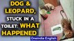 Karnataka: A dog and a leopard stuck together in a toilet, what happened to the dog | Oneindia News