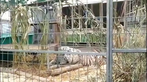 White lion with white tigers