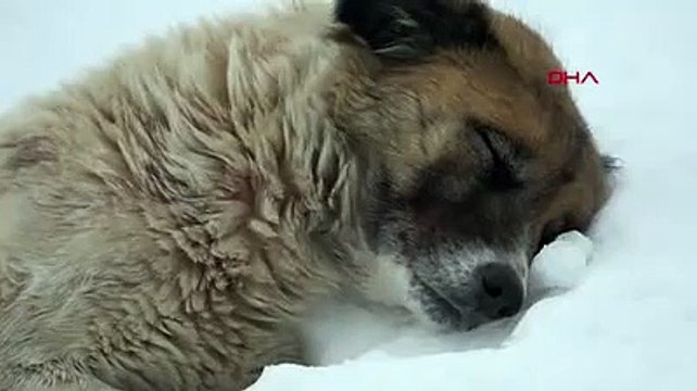Köpek, donarak ölen yavrularının başından 5 gündür ayrılmıyor