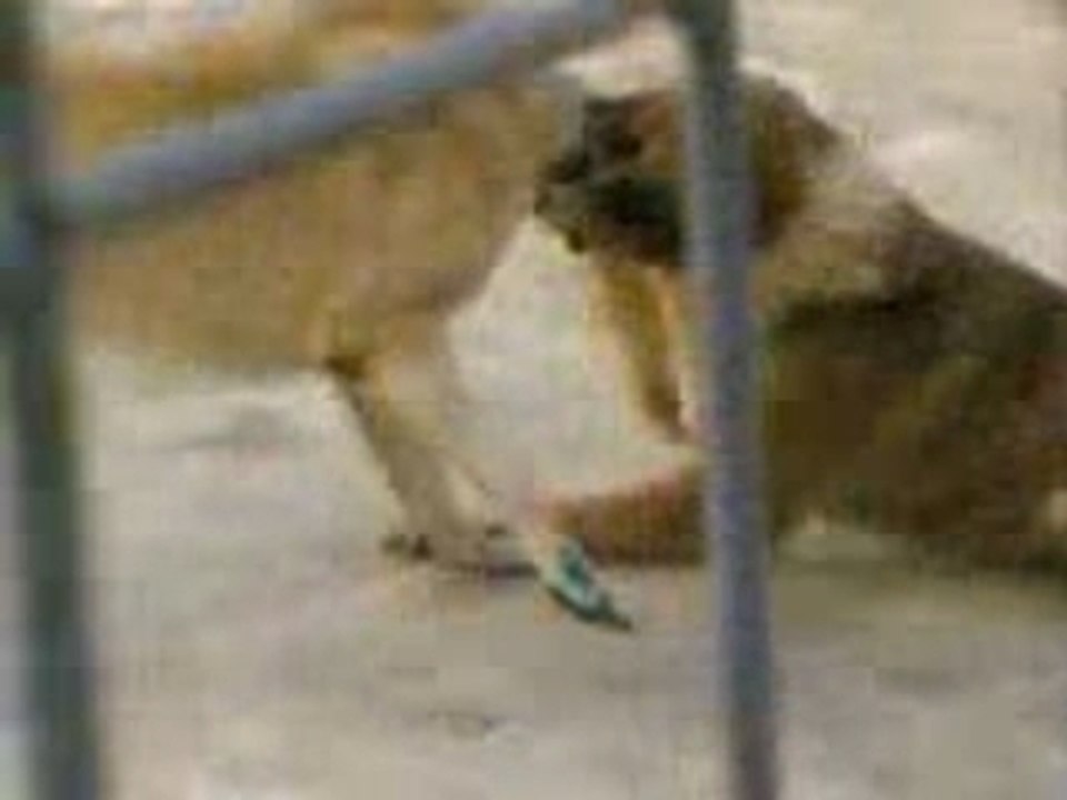 Video(050)