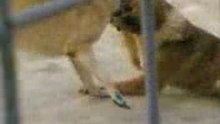 Video(050)