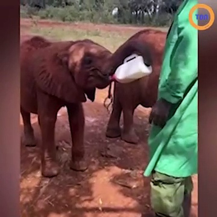 Assoiffé, cet éléphanteau orphelin tient son "biberon" tout seul comme un grand !