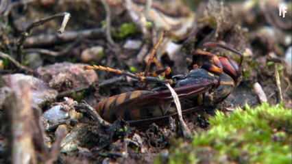 क्या हो अगर मधुमक्खियां ख़त्म हो जाएँ