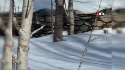 Yüksekova’da beyaz gelincik görüntülendi