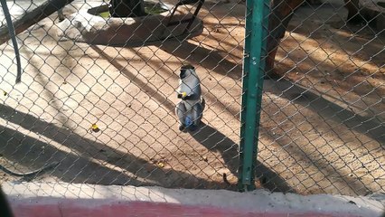 Polite Grivet Monkeys Eat Bananas