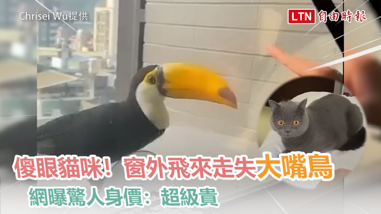 傻眼貓咪 窗外飛來走失大嘴鳥網曝驚人身價 超級貴 Chrisei Wu提供 影片dailymotion