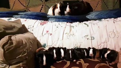 CAVIA PORCELLUS TURMERIC PARSLEY PIXIE DAVID CJ DAVID RJ DAVID MARY TRIXIE DAVID IRIS CLOVER 20200206_191227