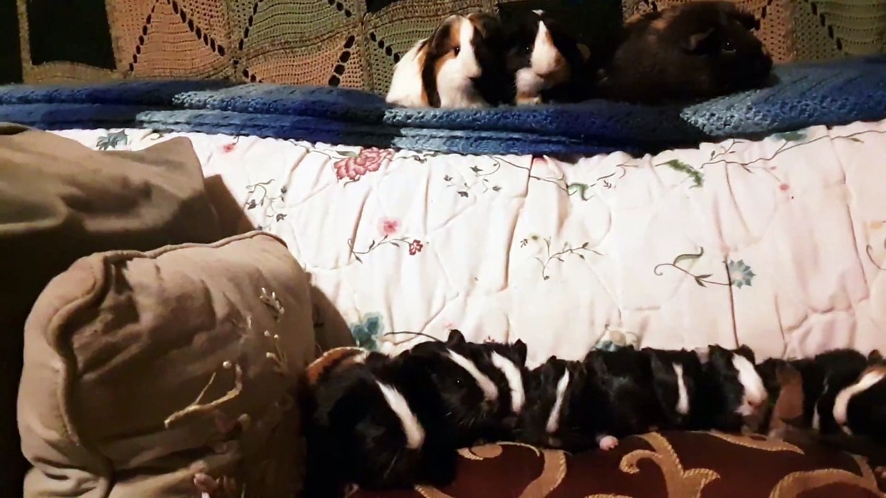 CAVIA PORCELLUS TURMERIC PARSLEY PIXIE DAVID CJ DAVID RJ DAVID MARY TRIXIE DAVID IRIS CLOVER 20200206_191255