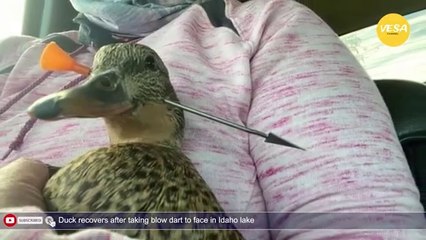 Duck recovers after taking blow dart to face in Idaho lake