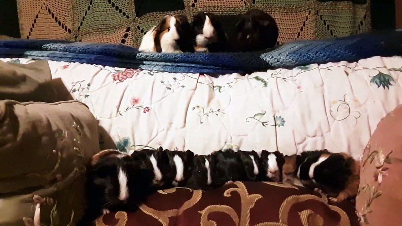 CAVIA PORCELLUS TURMERIC PARSLEY PIXIE DAVID CJ DAVID RJ DAVID MARY TRIXIE DAVID IRIS CLOVER 20200206_191558